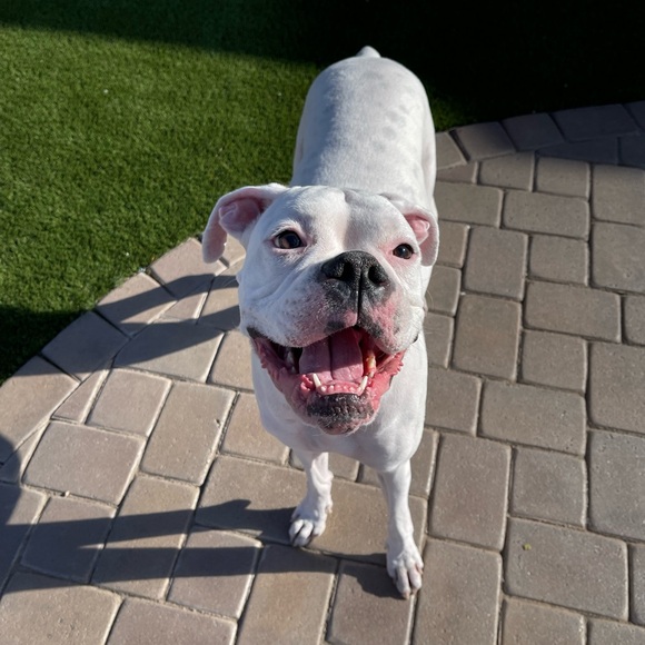 Meet your posher ❤️❤️❤️🍷☺️ - Picture 3 of 11